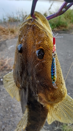 マゴチの釣果