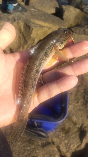 ハゼの釣果