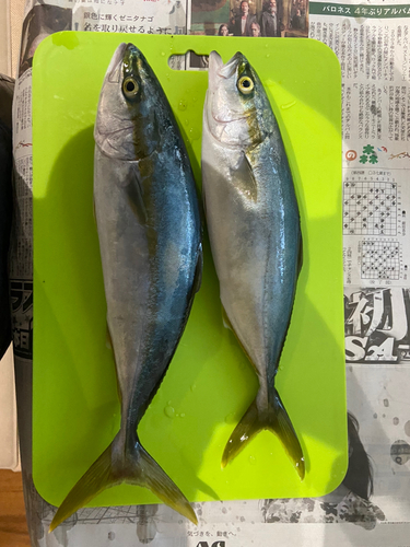 ツバスの釣果