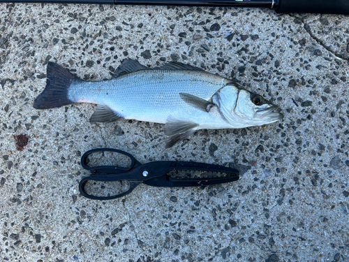 スズキの釣果