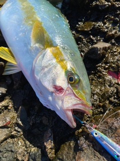 ヒラマサの釣果