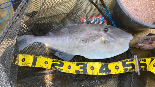 ウスバハギの釣果