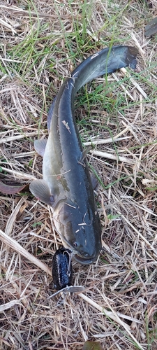 ナマズの釣果