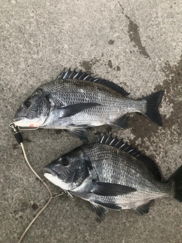 チヌの釣果