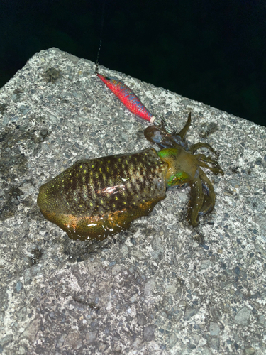 アオリイカの釣果