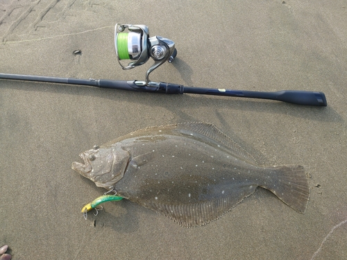 ヒラメの釣果