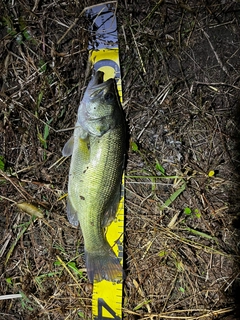 ラージマウスバスの釣果