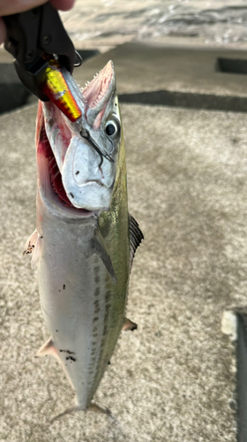 サゴシの釣果