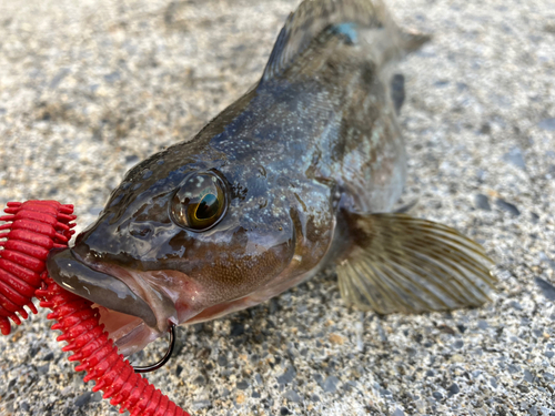 アイナメの釣果