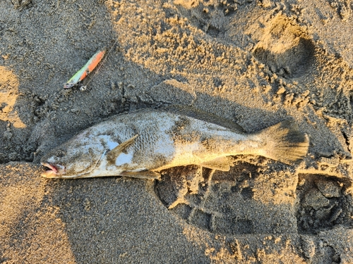 ニベの釣果