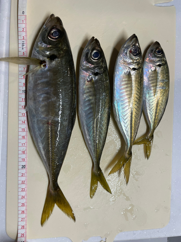 アジの釣果