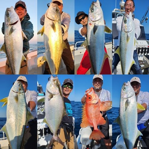 ヒラマサの釣果