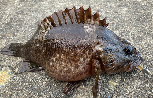 クロソイの釣果