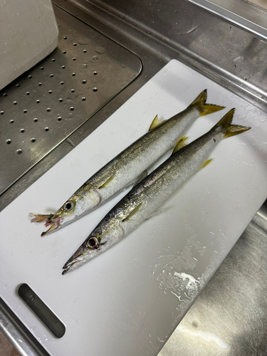 カマスの釣果