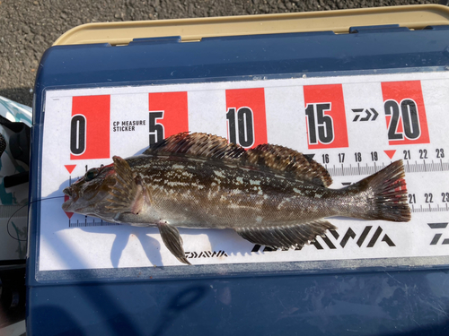 アイナメの釣果