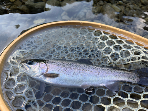 ニジマスの釣果