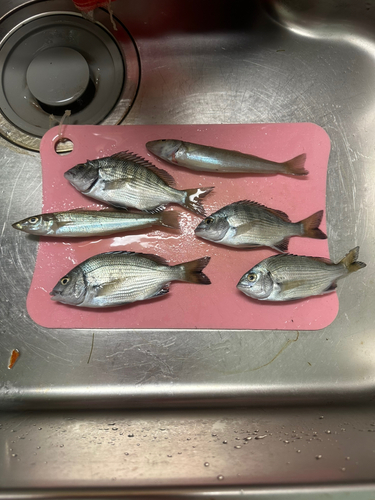 サバの釣果