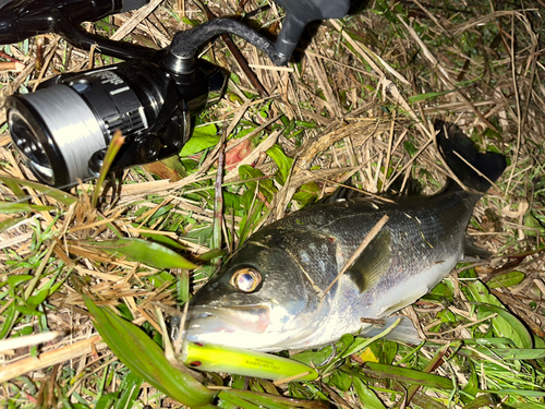 シーバスの釣果