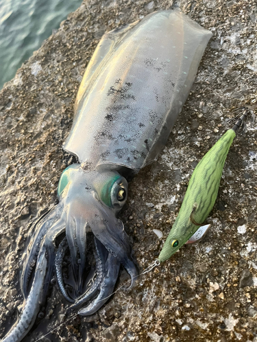 アオリイカの釣果