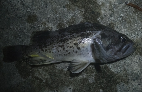 クロソイの釣果