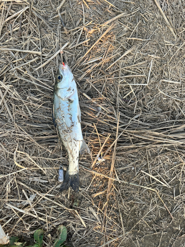 セイゴ（タイリクスズキ）の釣果