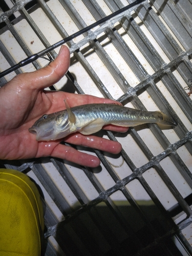 ハゼの釣果