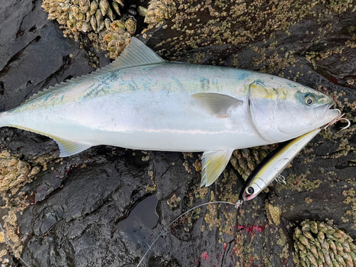 ヤズの釣果