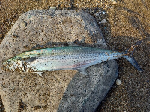 サゴシの釣果