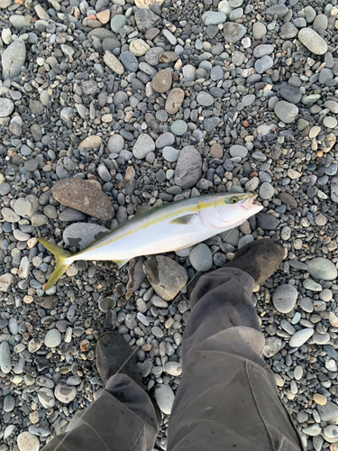 ワラサの釣果