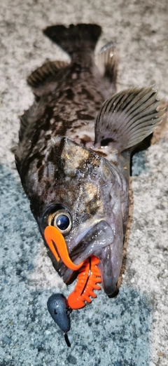 クロソイの釣果