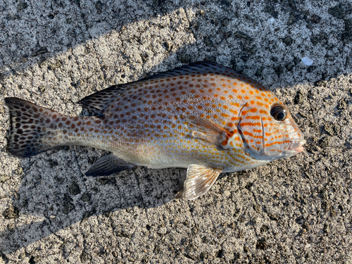 コロダイの釣果