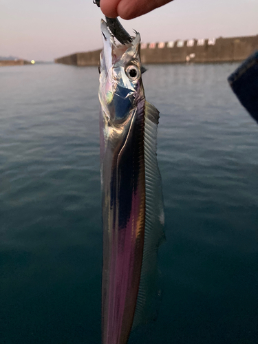 タチウオの釣果