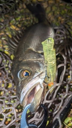 シーバスの釣果