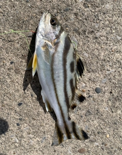 コトヒキの釣果