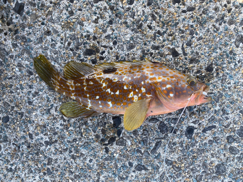 キジハタの釣果