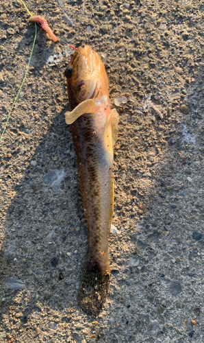 ハゼの釣果