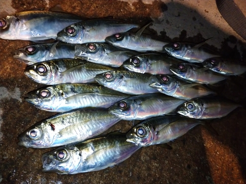 アジの釣果