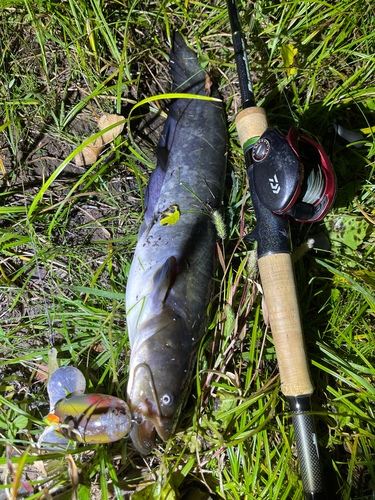 ナマズの釣果