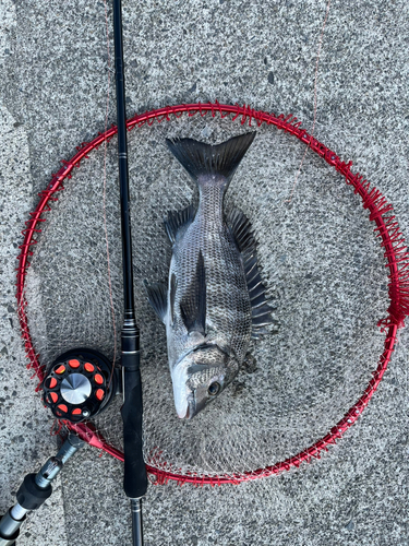 クロダイの釣果