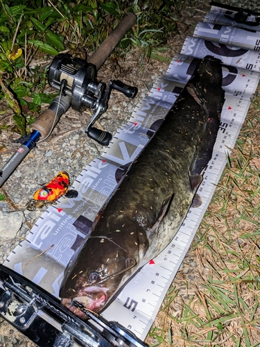 ナマズの釣果