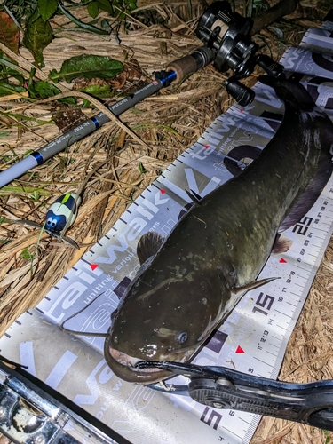 ナマズの釣果