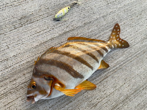 タカノハダイの釣果