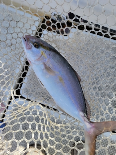 ショゴの釣果