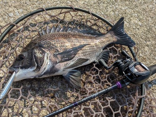 キビレの釣果