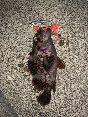 オウゴンムラソイの釣果