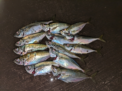 アジの釣果