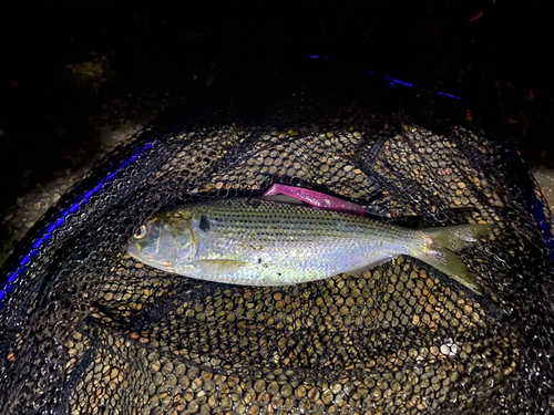 コノシロの釣果