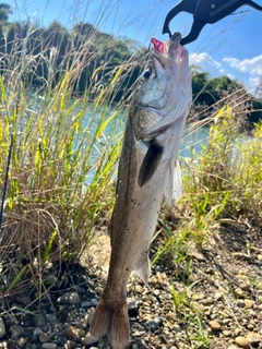 スズキの釣果