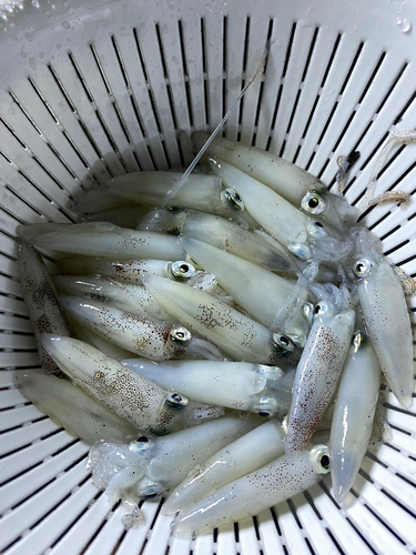 ヒイカの釣果