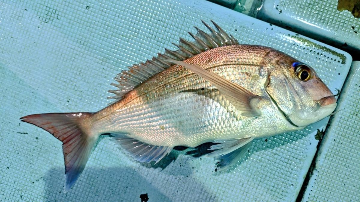 🎣みやもん🎣さんの釣果 1枚目の画像